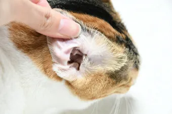 고양이 귀청소 방법, 귀지 원인, 관리_29