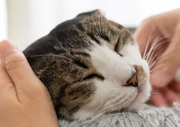 고양이는 사람과 같은 '생리'가 없다? 고양이의 발정이란