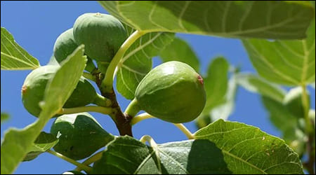 익기 전의 무화과