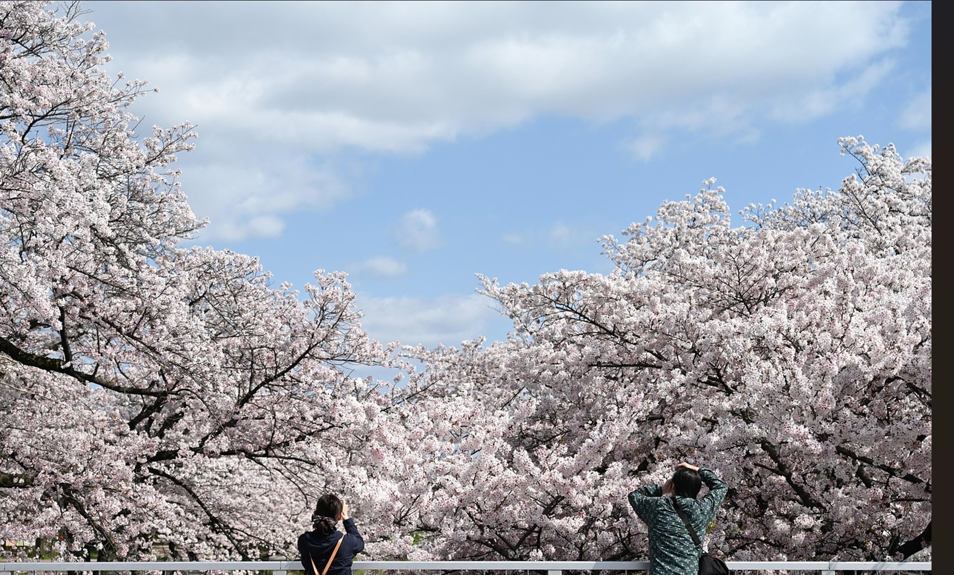 벚꽃관련이미지