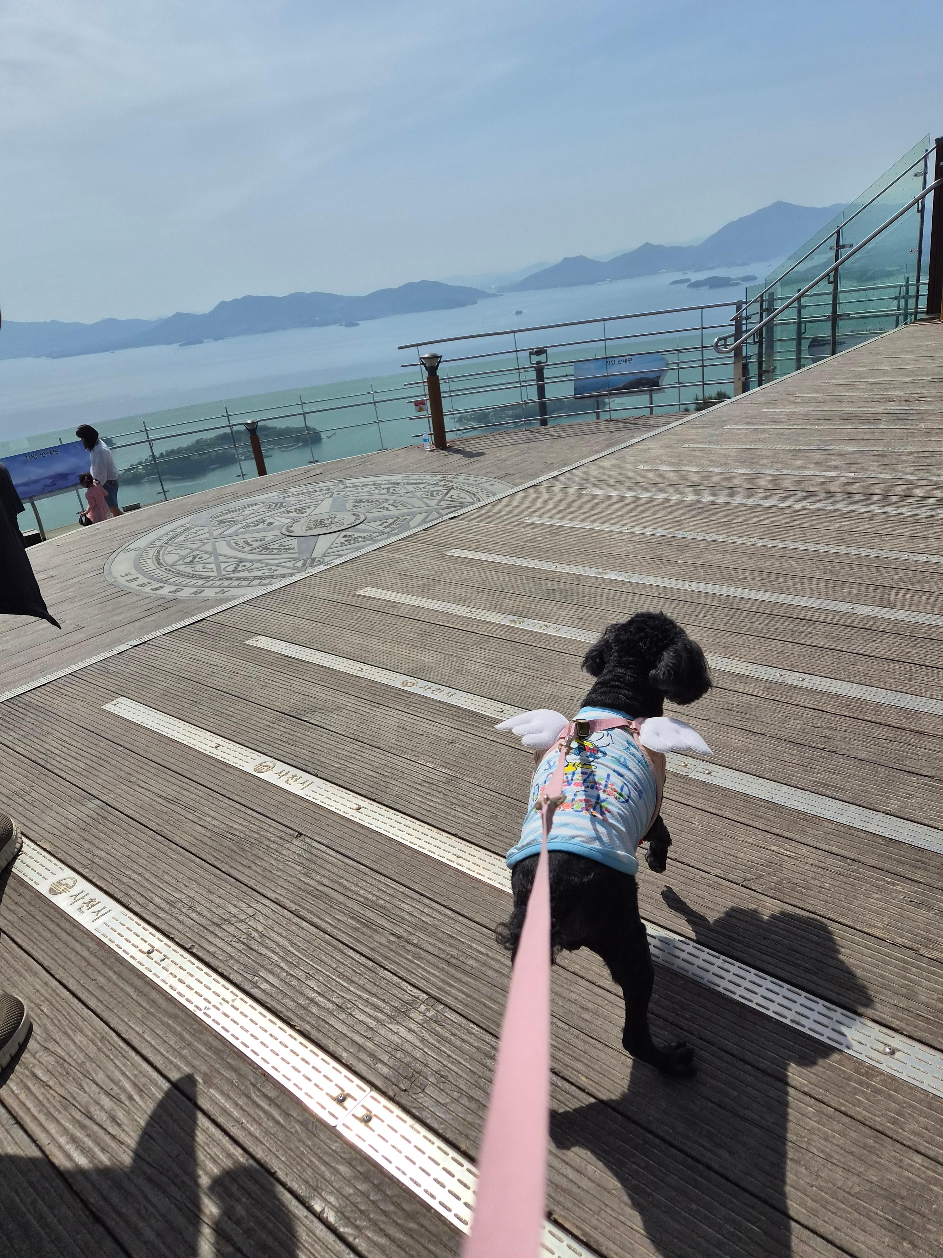 각산전망대의 강아지