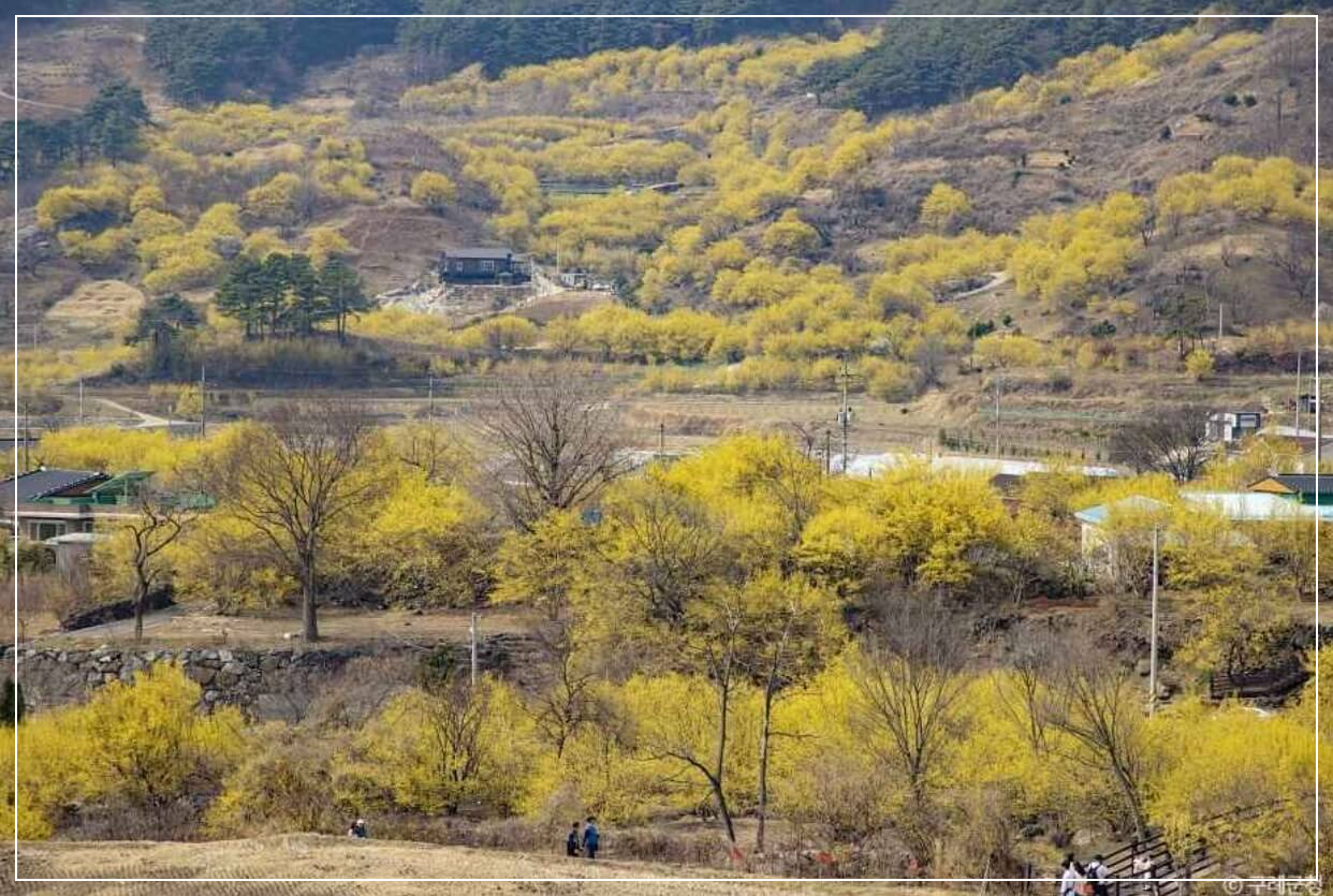구례 가볼만한곳 베스트10 구례산수유마을