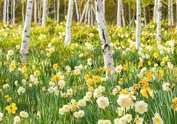 수선화 축제