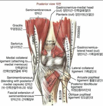 무릎 뒷면