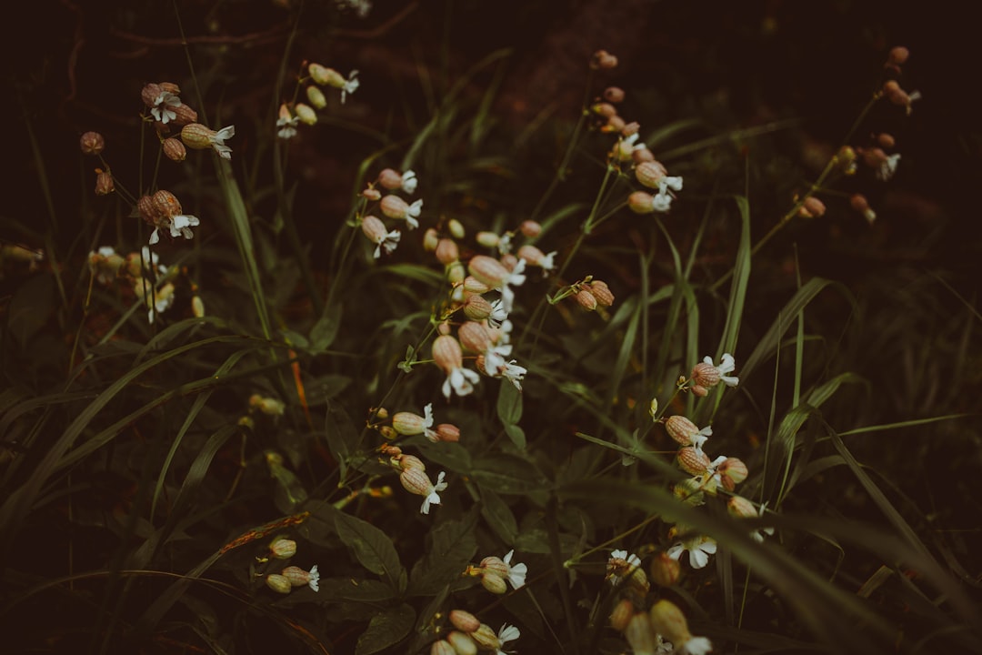 Lullaby
