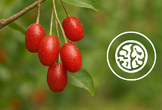 보리수 열매 효능