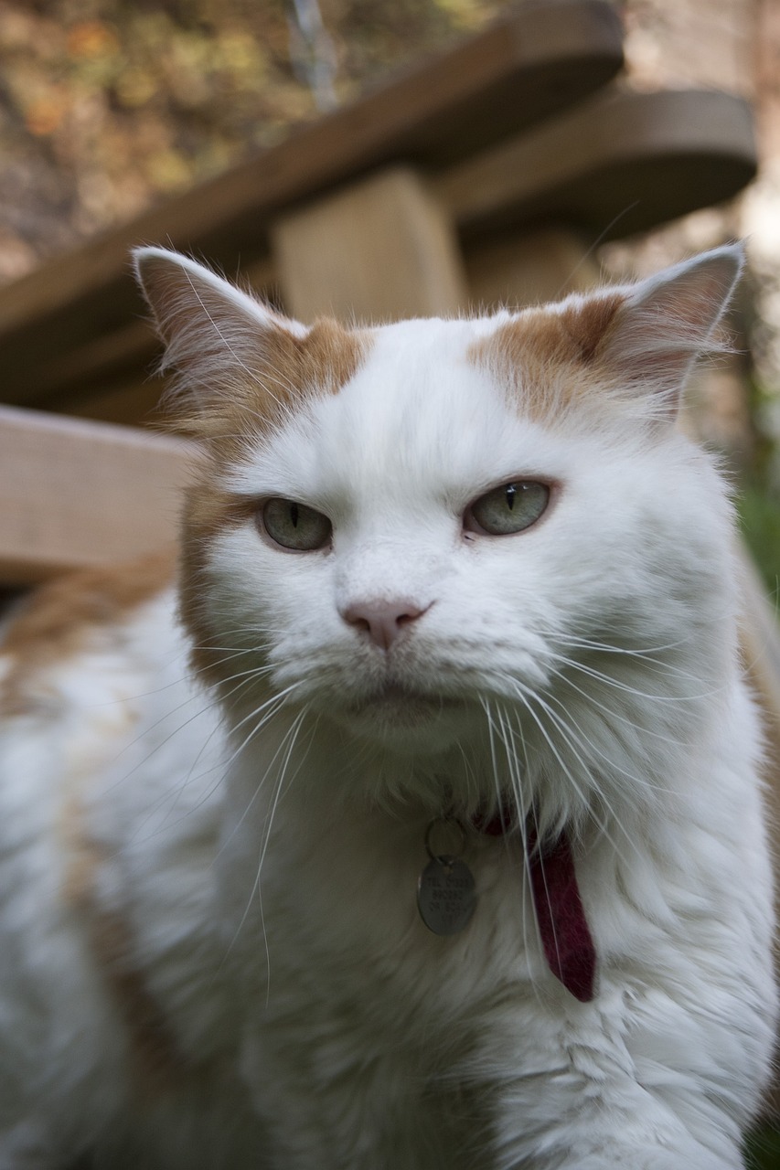 터키쉬 밴(Turkish Van)