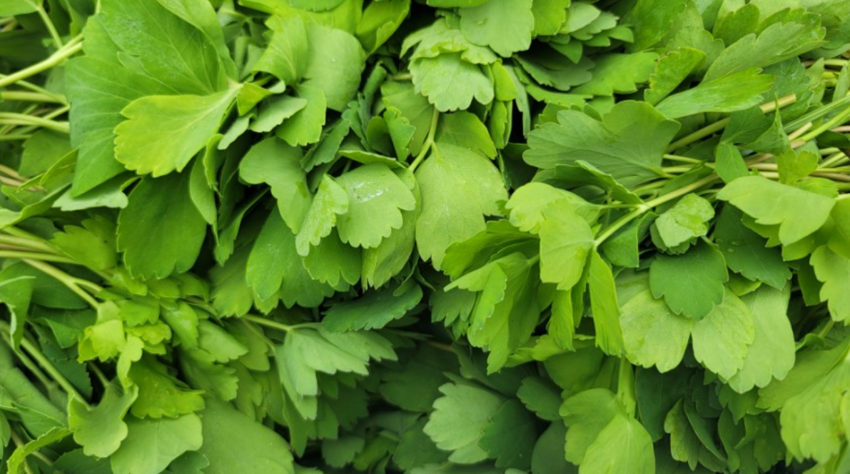 한국의 대표적인 토종 산나물 소개(4) - 고기와 찰떡궁합! 알고 보면 더 건강한 ‘방풍나물’의 모든 것