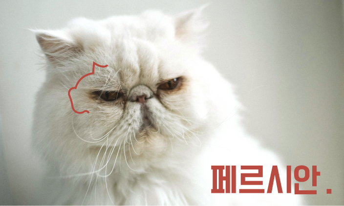 고양이-유전병