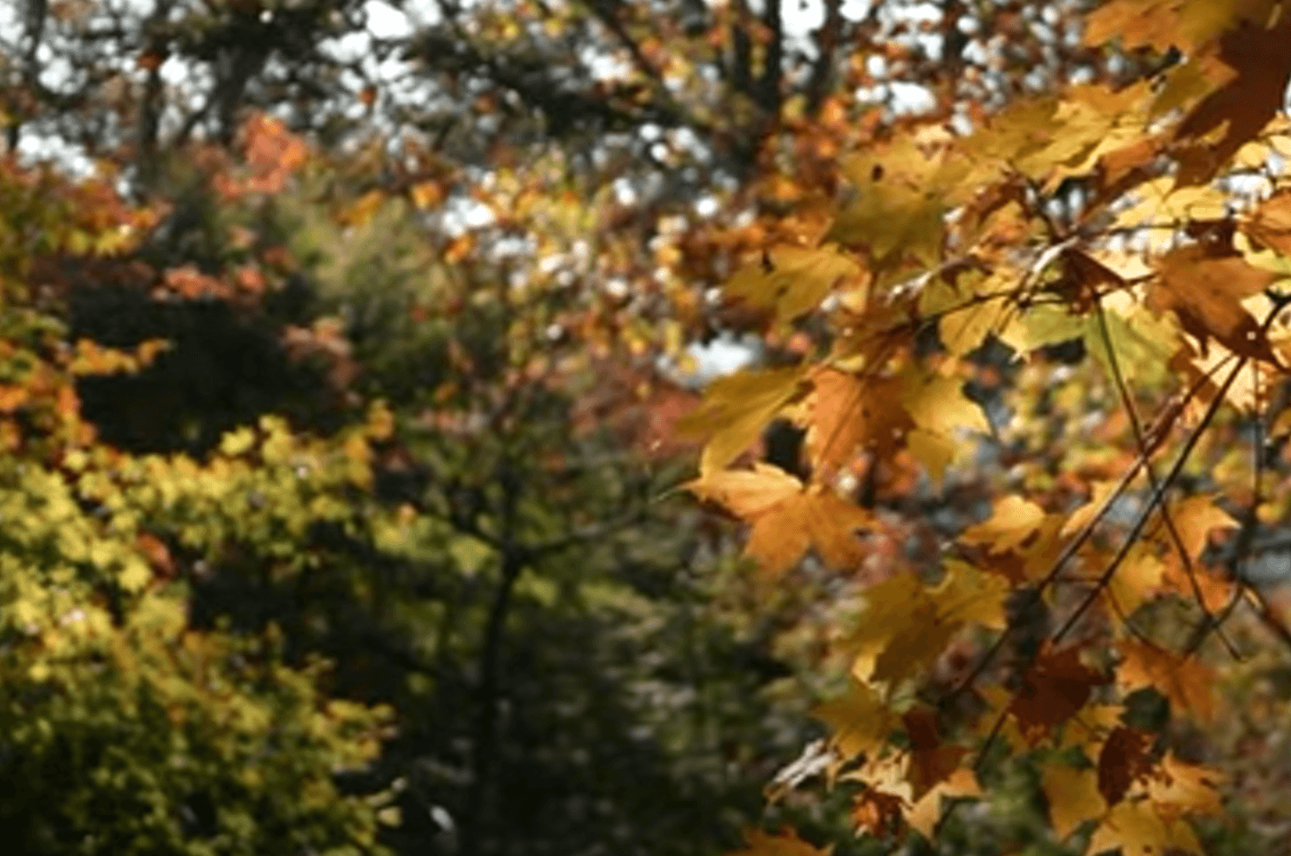 화담숲 예약 시작 입장료 8