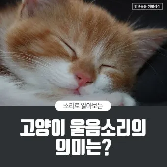 &amp;quot;고양이