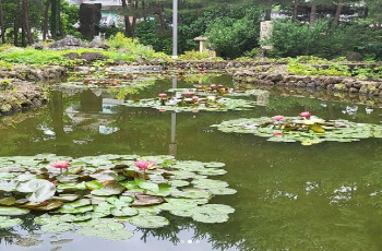 세미원 연꽃축제 연꽃문화제_16