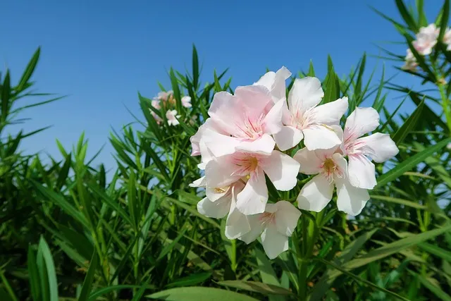 손죽도 배편 시간표 예매 요금_4