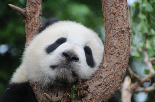 중국 사천 팬더