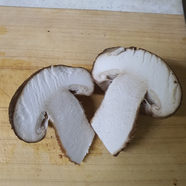 송화버섯 단면