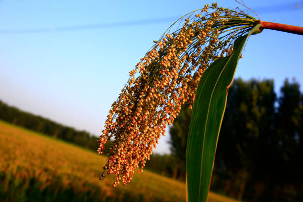 사용처 및 사용 방법 꿀팁 공개
