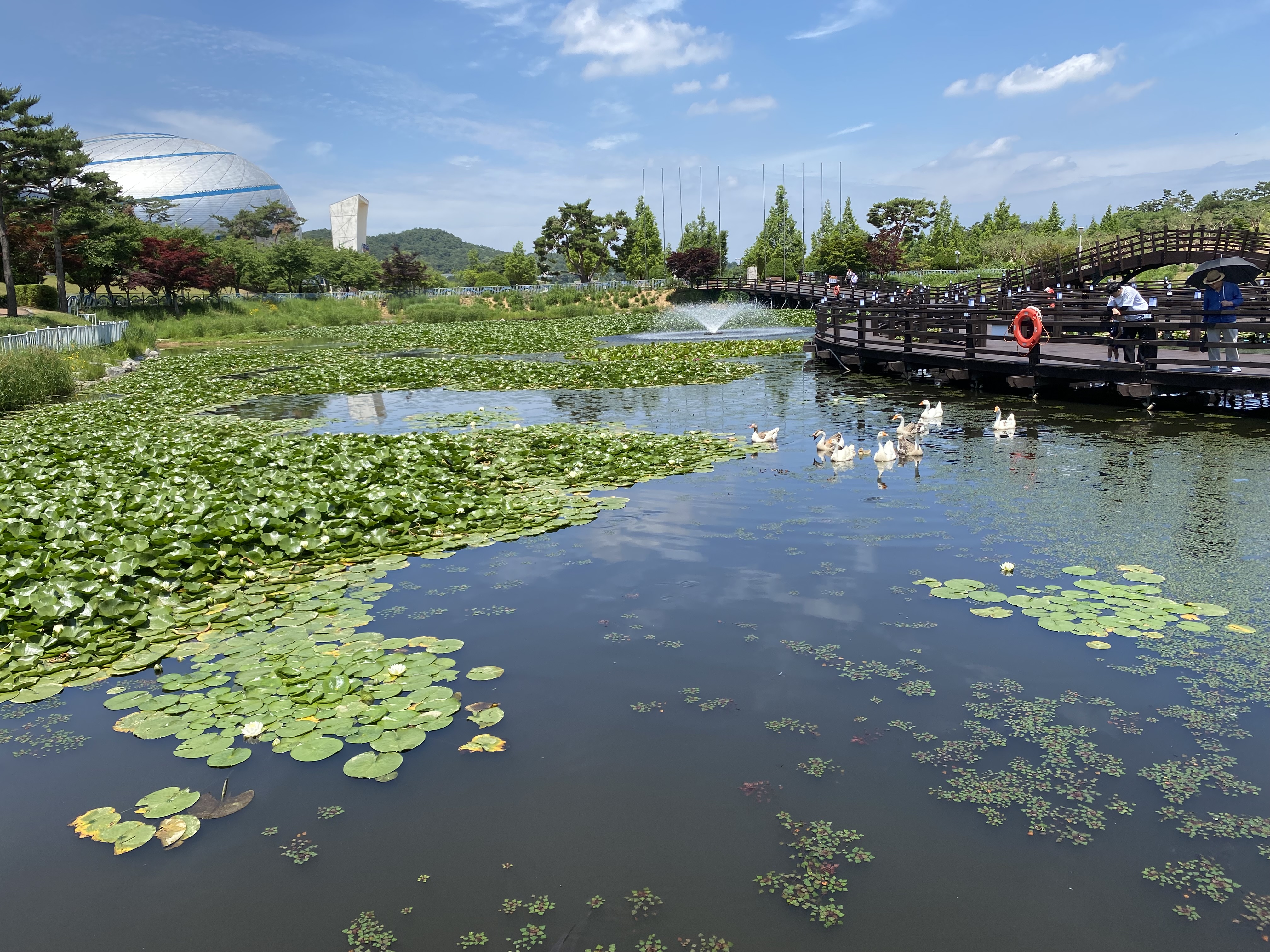 안성맞춤랜드 오리들