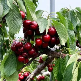 체리나무 재배법 건강한 과일 나무 키우기_25