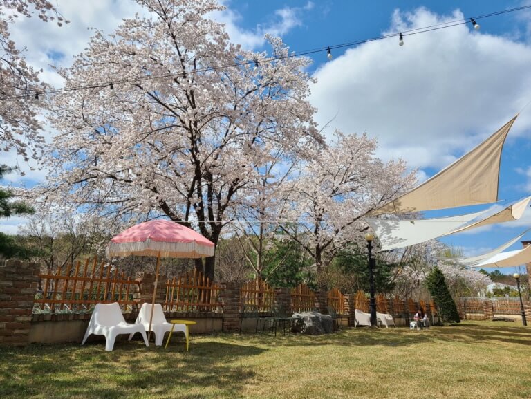 고양시 애견카페 추천 BEST 5 : 강아지와 함께 가기 좋은 실제 운영 카페 총정리