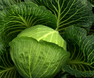 갑상선에 좋은 음식 19