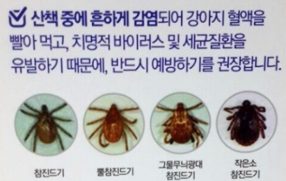 진드기