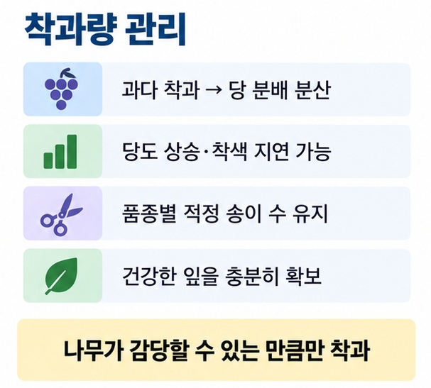 포도 착과량이 너무 많으면 당도 상승이 늦어질 수 있고 적정 송이 수와 건강한 잎을 유지해야 한다는 내용을 설명한 이미지