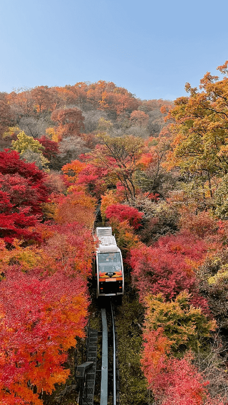 화담숲 단풍축제