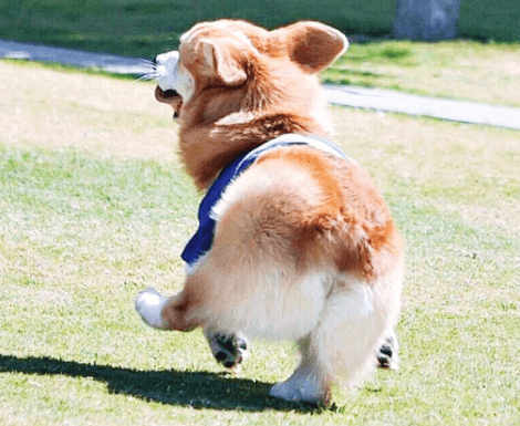 강아지 살찌는 이유&amp;#44; 음식&amp;#44; 다이어트 방법