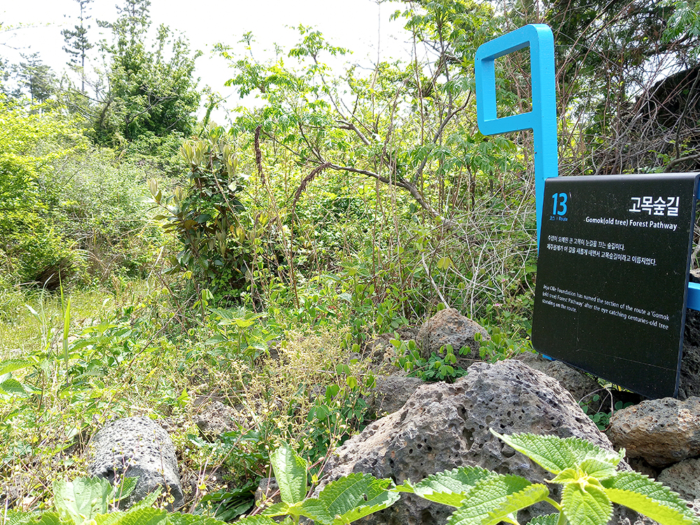 올레13코스: 고목숲길