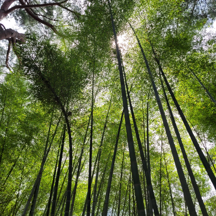 고창읍성 안의 인생샷 스팟. 대나무숲 맹종죽림