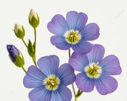 꽃아마 이미지 사진