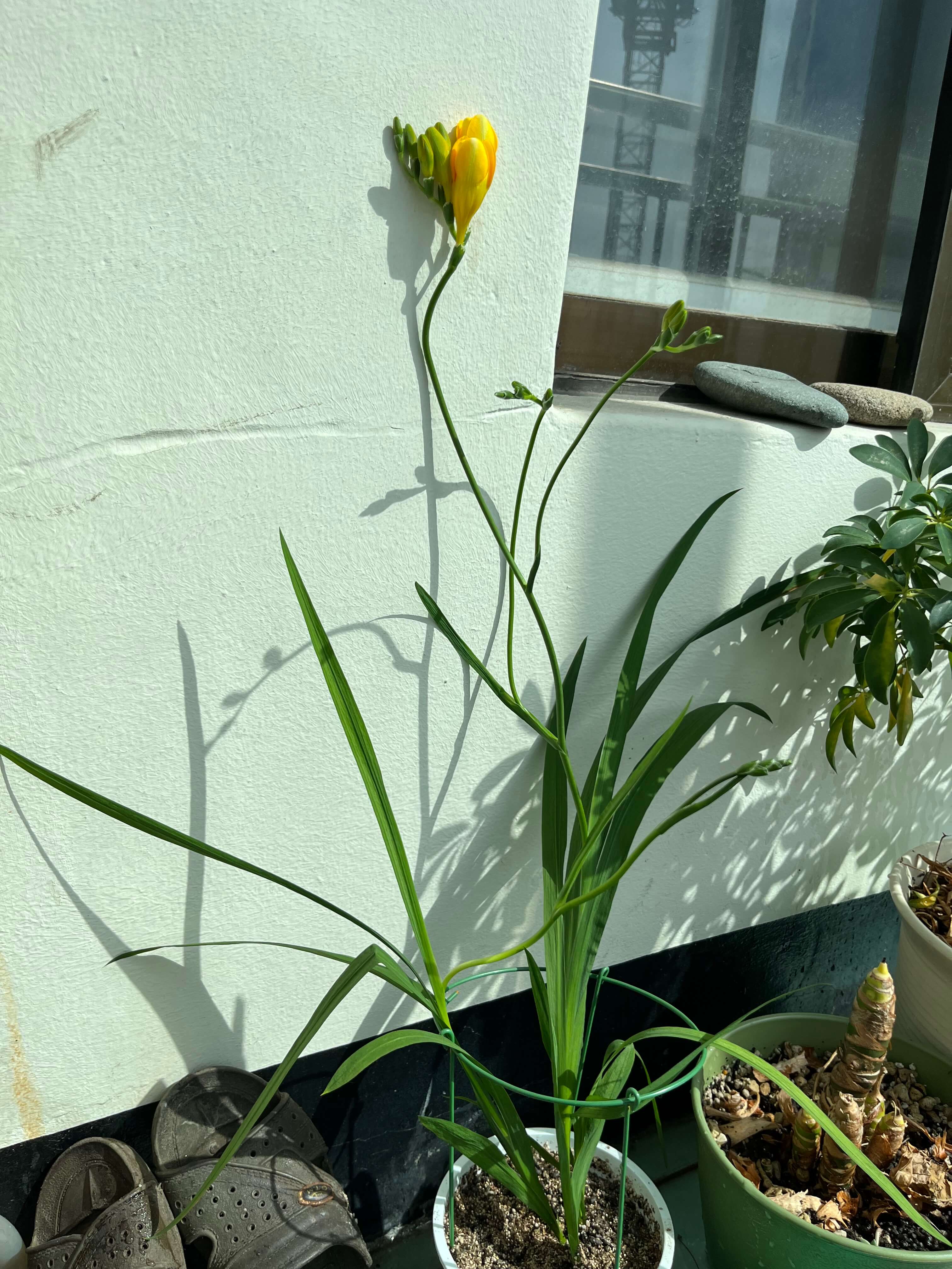 프리지아 화분 키우기