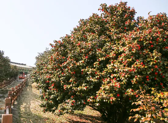 서천-동백꽃-주꾸미-축제-동백꽃