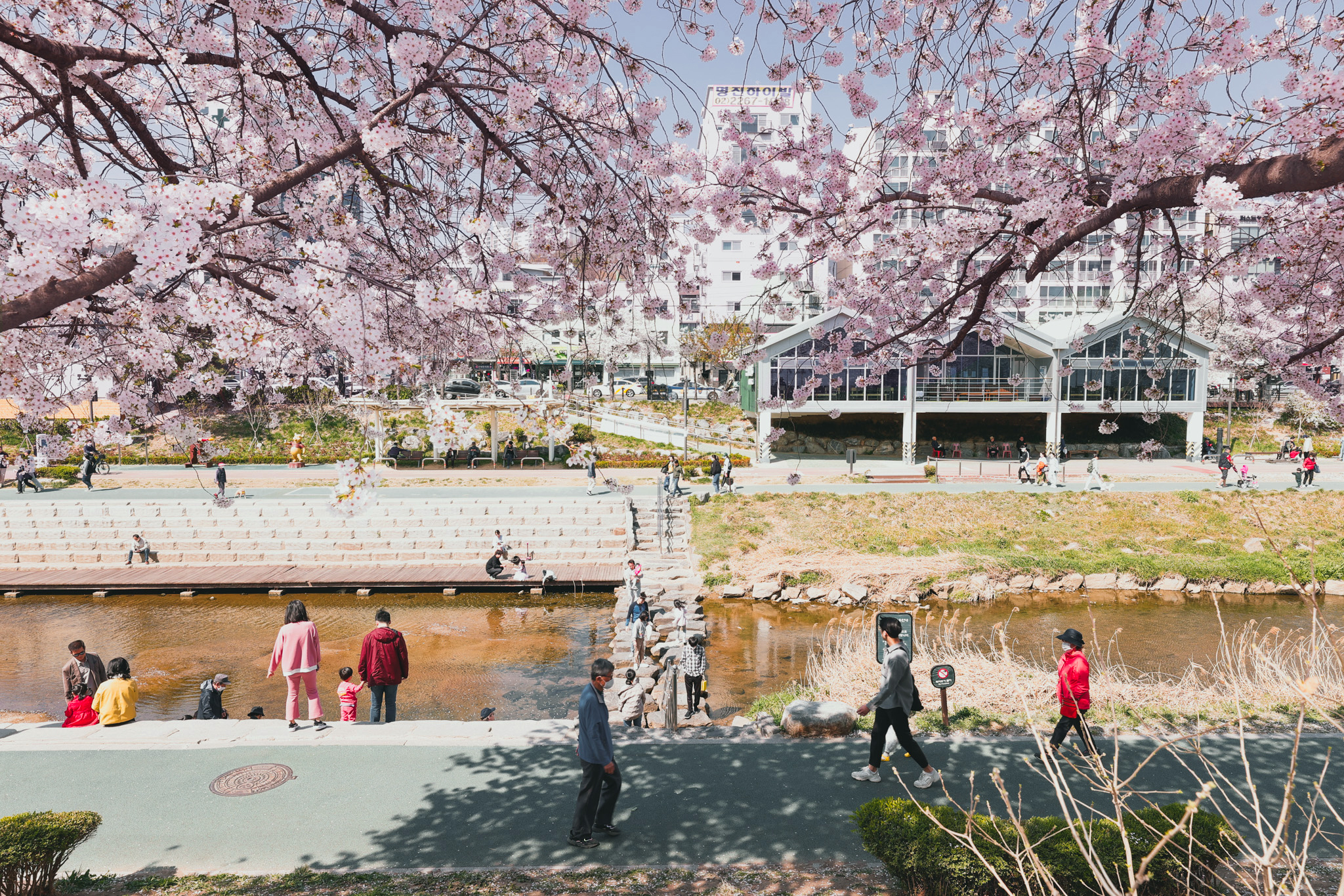 은평의 봄 2024 불광천 벚꽃축제 기본일정 및 프로그램 소개 (김범수 진성 코요태 김소현 하이키 출연) 은평 불광천 봄꽃 마라톤 대회 소개