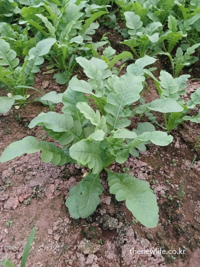 토양에서 건강하게 자라는 열무 한 포기와 열무 효능