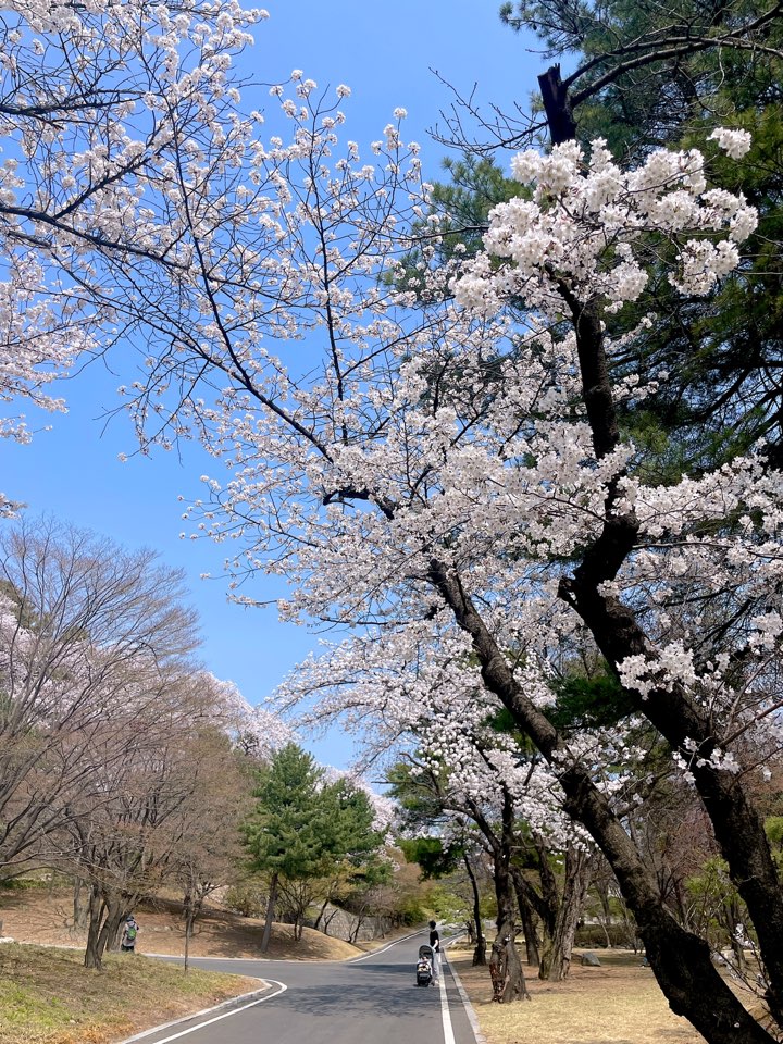 벚꽃