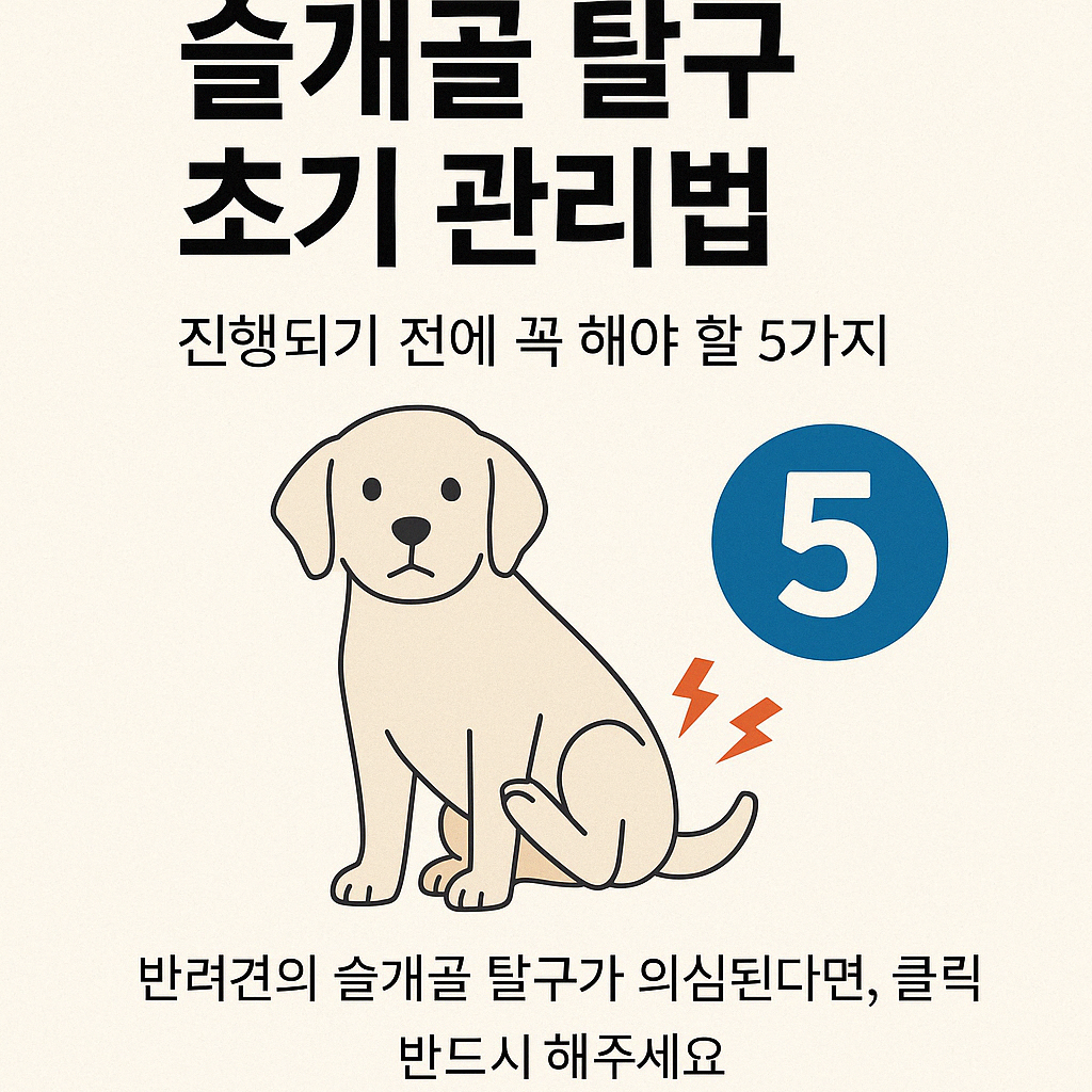 슬개골 관리법