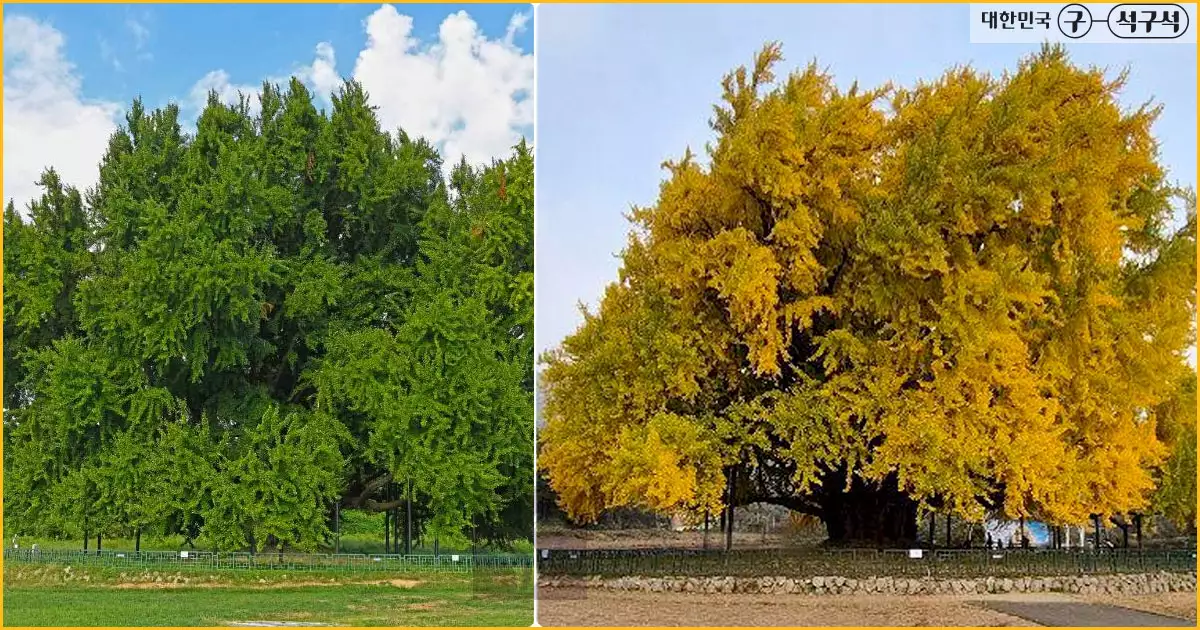 원주 반계리 은행나무