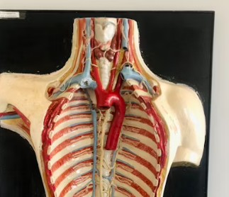 갑상선 기능 저하증 증상 원인 치료법