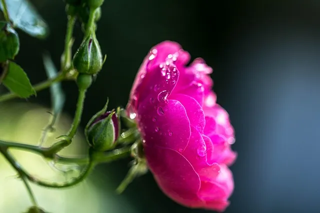 8월에 피는 꽃 이름 종류별 특징 정리 보기_3