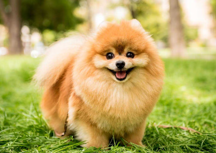 포메라니안