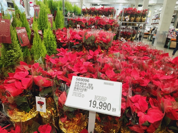 코스트코 송도점 크리스마스 