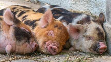 잠을-자고있는-돼지-삼형제