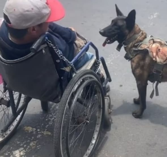 가슴뭉클한 주인의 휠체어를 밀어주는 견공 VIDEO: Heartwarming moment dog pushes owner's wheelchair across street