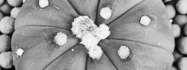 희귀 다육이: 투구 선인장 (1)