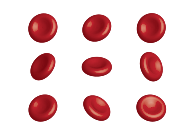 적혈구의 형태- 편평한 원반 모양으로 중심부는 오목하다
