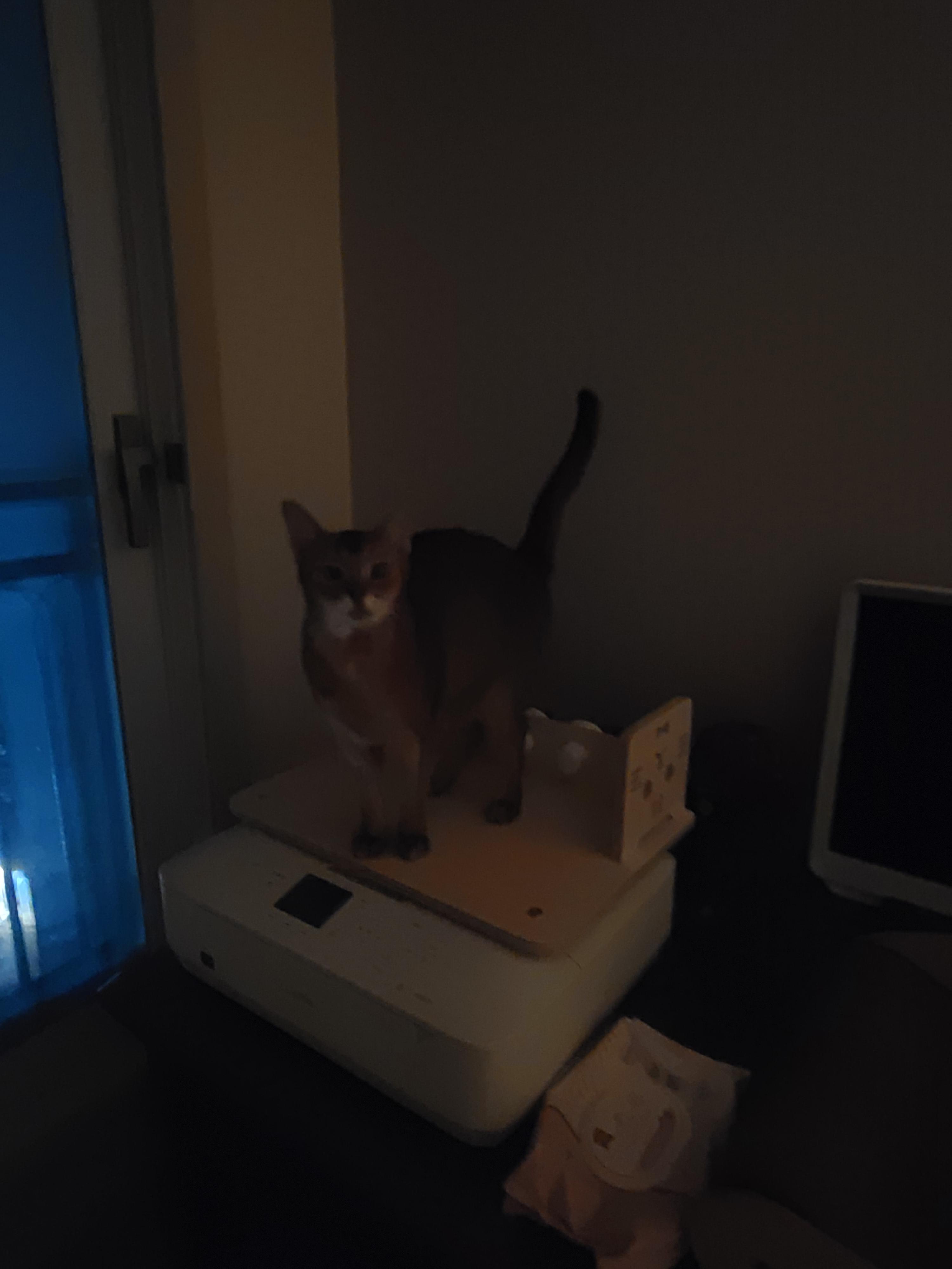 루디는 결국 병원행 ㅠ(feat. 혈액검사 결과)