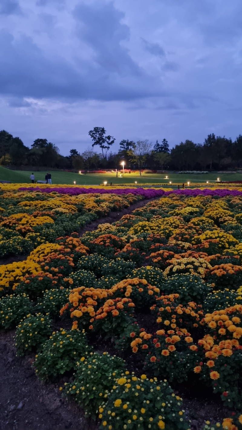 순천만 국가정원 박람회 1억송이 국화의 향연