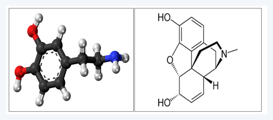 도파민, 오피오이드