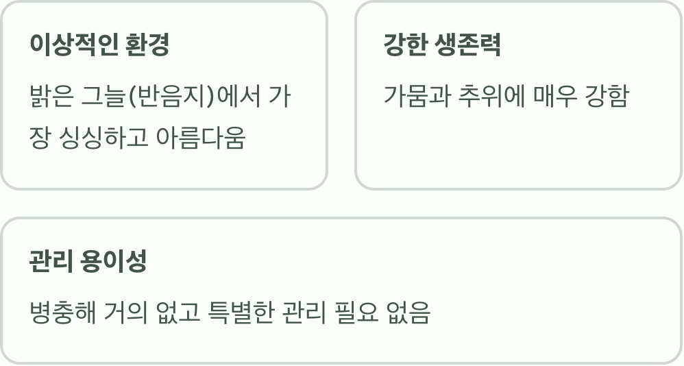 어디에 심든, '반그늘'을 좋아해요